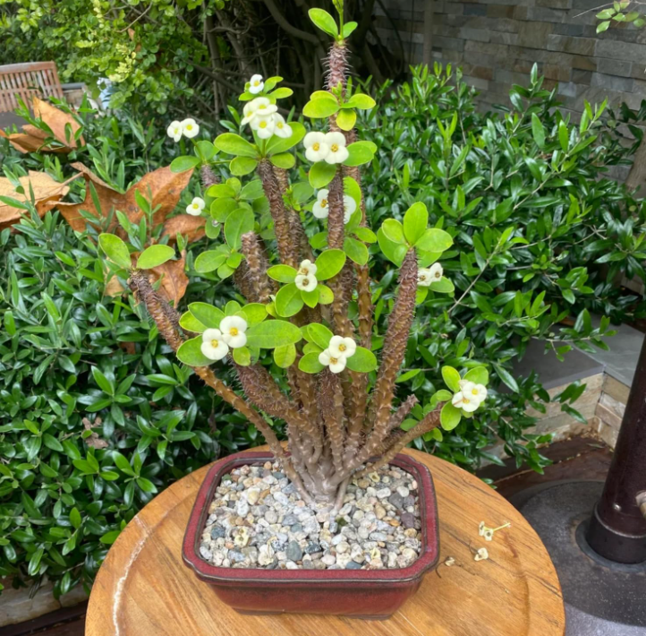 Crown of Thorns Plant, Euphorbia Milii Plant Live, Crown of Thorns Cactus Plant 4 to 7 Inches Height No Pot, Live Cactus Plant Indoor (White)