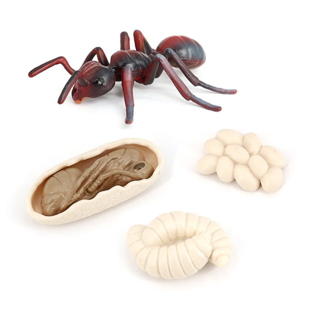 1 Ensemble Kit Cycle de Vie de Fourmis Réaliste Exquis Simulation Accessoire Petits Modèles d'Affichage Jouet pour Enfants Insectes pour Maison École