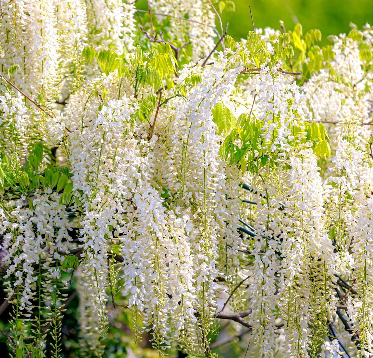 5 White Wisteria Seeds for Planting Wisteria sinensis Alba 5 Rare