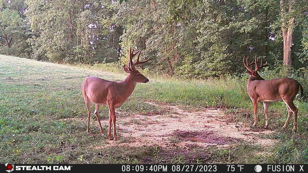 Stealth Cam Fusion X-Pro 36MP Dual Network Cellular Trail Camera - 2 Pack