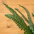 thumbnail image 5 of ELITE FLORAL 22" Artificial Boston Fern Spray Faux Fern Spray Plant with 17" Leaves, 5 of 6