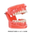 thumbnail image 3 of Modelo de dientes dentales multifuncional práctica visible inamovible para estudio de enseñanza Tmvgtek Cuidado Belleza, 3 of 8