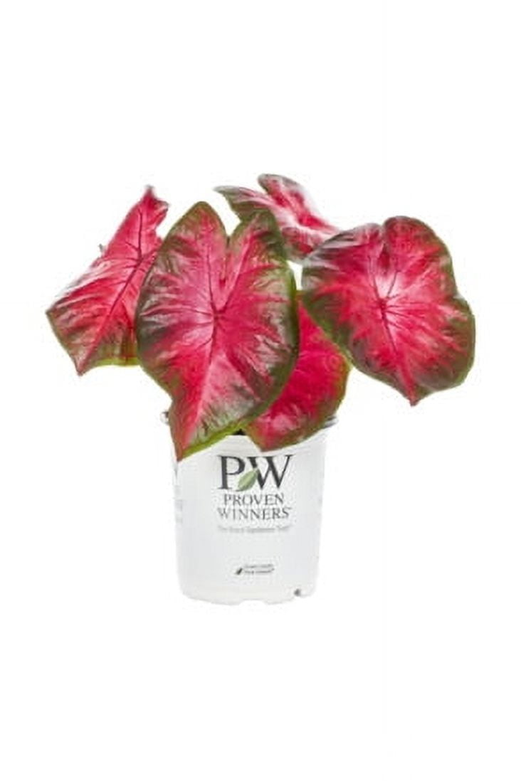 Proven Winners 2QT Multicolor Caladium Live Annual Plant Sun 3-Pack