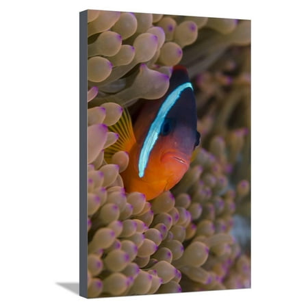 Fiji. Clownfish hiding among sea anemones. Stretched Canvas Print Wall Art By Jaynes