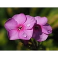 thumbnail image 2 of Bonin, Suzanne 32x25 White Modern Wood Framed Museum Art Print Titled - Phlox, 2 of 4