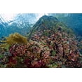 thumbnail image 2 of Shimlock, Jones 14x11 Black Ornate Wood Framed with Double Matting Museum Art Print Titled - Indonesia, Pantar Island Anthia fish and reef, 2 of 4