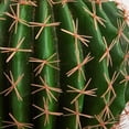thumbnail image 3 of Nearly Natural 14" Plastic Cactus Artificial Plant, Green, 3 of 4