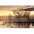 thumbnail image 2 of Jaynes Gallery 32x23 Black Ornate Wood Framed with Double Matting Museum Art Print Titled - USA-New Mexico-Bernardo Wildlife Management Area-Sandhill cranes in water on foggy sunrise, 2 of 4