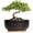 Black-B, variant on 8 Inch Succulent Pots with Drainage Hole & Bamboo Tray,Round Ceramic Shallow Planter for Indoor Plants,Cactus,Bonsai Tree Blue