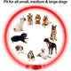 thumbnail image 3 of Collar LED para perros, recargable por USB, collar luminoso de seguridad para la noche, collar luminoso de moda para perros pequeños y medianos (1 unidad, rojo, 34 cm), 3 of 5