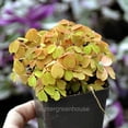 thumbnail image 3 of Oxalis Spiralis Aurea, Amber Plum Crazy, Shamrock - Pot Size: 3" (2.6x3.5") - House Plants, 3 of 6