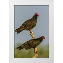 Illg, Cathy and Gordon 23x32 White Modern Wood Framed Museum Art Print Titled - Texas, Hidalgo Co Turkey vulture pair on stump