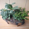 thumbnail image 3 of Inteprter ABS planta de cultivo interior platillos planta para hierbas suculentas maceteros jardinería interior macetas con macetas Jardín y Patio, 3 of 6