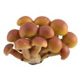 thumbnail image 2 of Paokuoon Mushroom Figure Colorful Mushroom Figure Mini Landscape Decor Ornament Fadeless Simulation Mushroom, 2 of 7