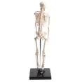 thumbnail image 3 of Human Kids Skeleton Model With Stand & Base - 17inches Tall With Removable Arms And Legs, Easy To Assemble, Medical Study Kits, Classroom Decor 12x12x42cm, 3 of 8