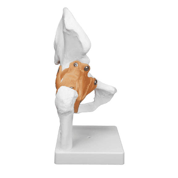 Vibeat Life-Size Human Hip Joint Anatomy Model with Flexible Ligaments, Anatomical Hip Bone Model with Display Base, PVC Medical Teaching Model for Anatomy Education