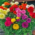 thumbnail image 1 of GSDWIUEW 20 Mixed Ranunculus Bulbs for Planting, Pastel Mixed Ranunculus Bulbs, Buttercup Color Mix Value Bag, Ranunculus Asiaticus Bulbs Mixed Colors, Bloom Year After Year, 1 of 4