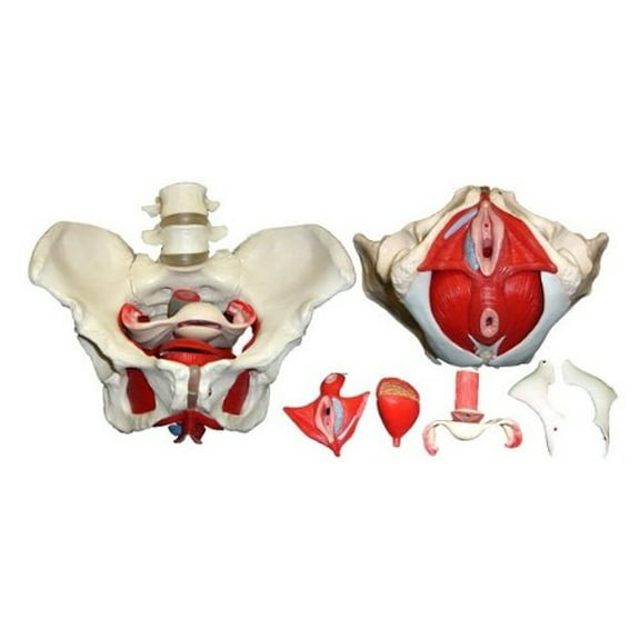 Wellden Product Medical Anatomical Female Pelvis Model with Removable Organs, 6-Part, Life Size