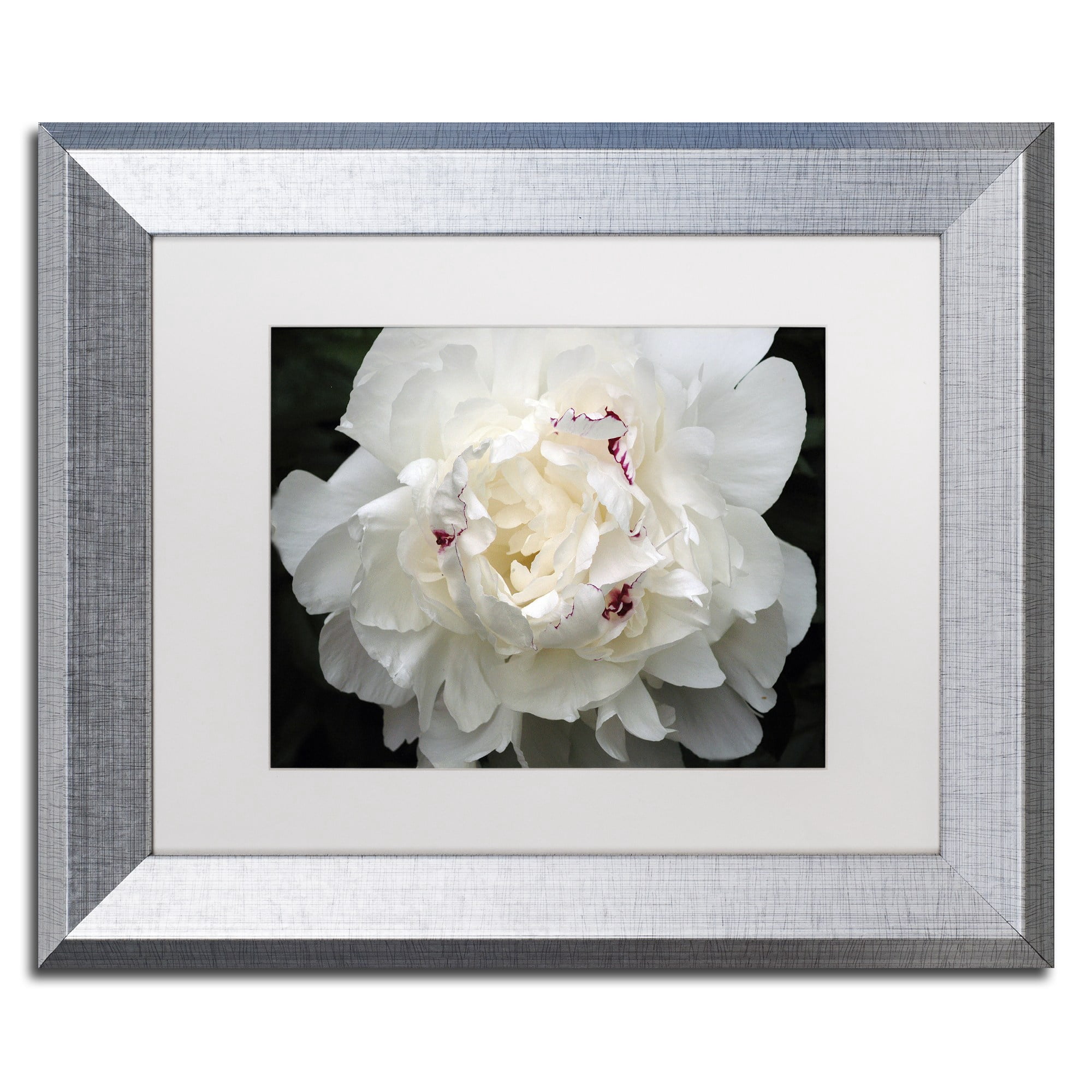Trademark Fine Art "Perfect Peony" Canvas Art by Kurt Shaffer White Matte, Silver Frame