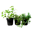 thumbnail image 4 of 3-Pack Mint Collection – Chocolate Mint, Lemon Balm & Peppermint – Live Herb Plants, 4 of 6