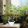 thumbnail image 3 of GOOHOCHY  3 Pcs Outdoor Pots for Patio Small Succulent Plants Live Flower Indoor, 3 of 8