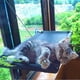 thumbnail image 5 of Gato Cama Ventana Perchas Asiento, Asiento Ventana Gato Cama Gato Hamaca Mascota, 5 of 9