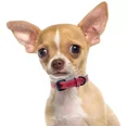 thumbnail image 3 of Collar Para Perros Raza Ch Med Y Gde Tipo Piel Ajustable Color Rojo Tamaño del collar Chico Ch/S, 3 of 6