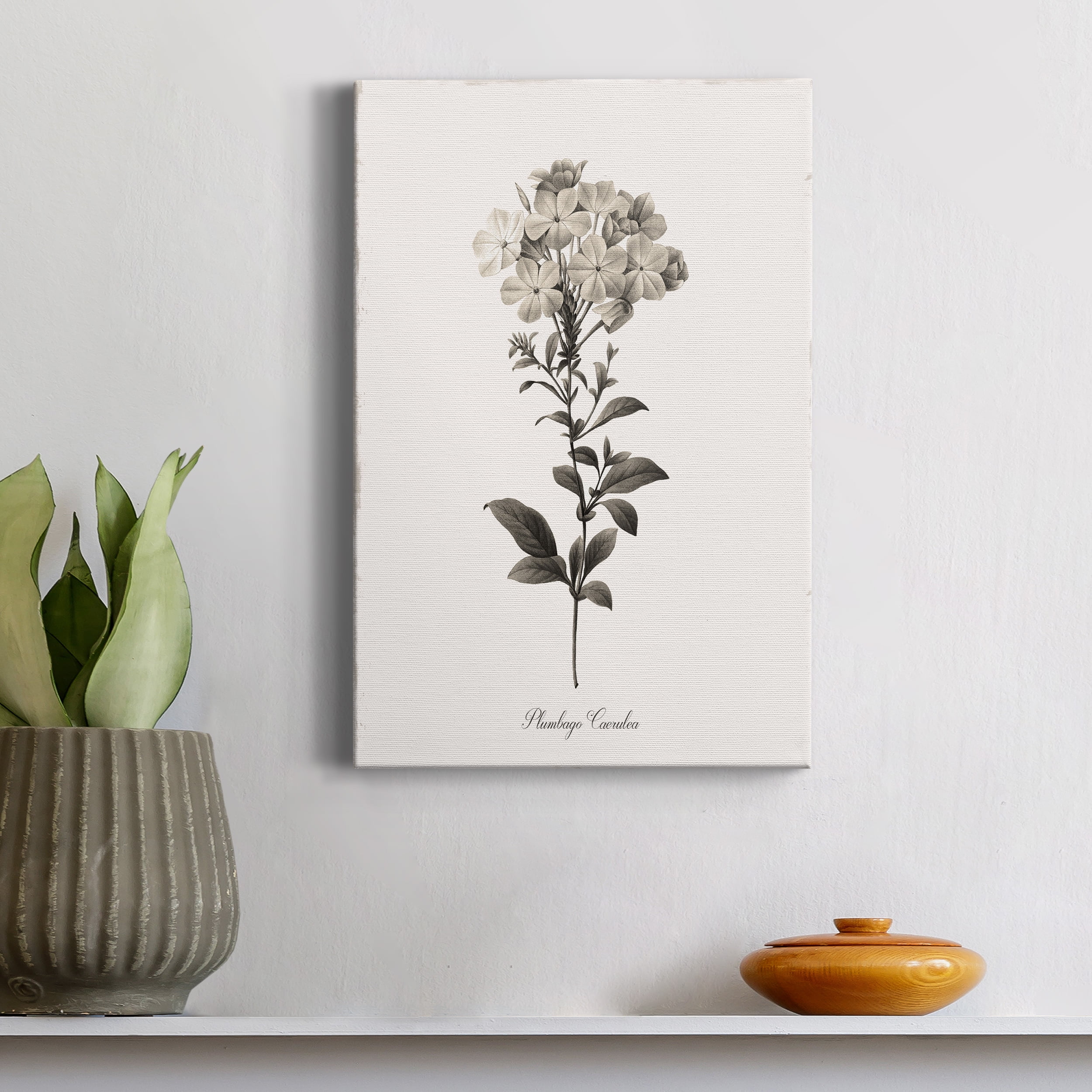 Sketchbook Leadwort Premium Gallery Wrapped Canvas - Ready to Hang - 40 x 60