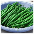 thumbnail image 2 of Everwilde Farms - 1/4 lb Organic Blue Lake Green Bush Bean Seeds - Gold Vault Bulk Seed Packet, 2 of 3