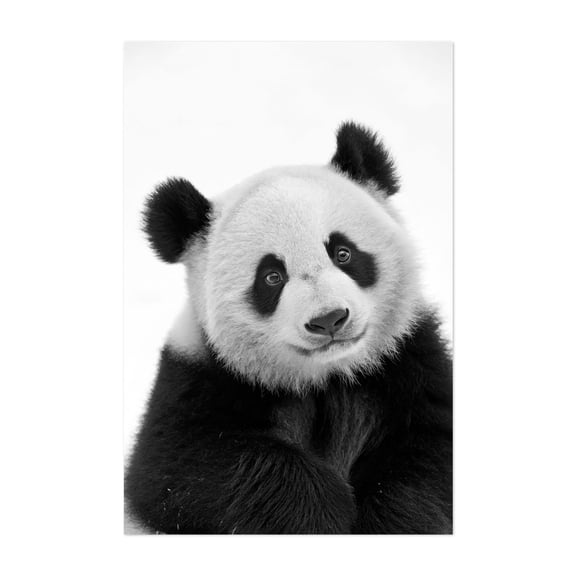Baby panda bear - China Photography Wildlife Black and White Animal Nature Portrait Minimalist Unframed Wall Art Print 4 x 6 inches
