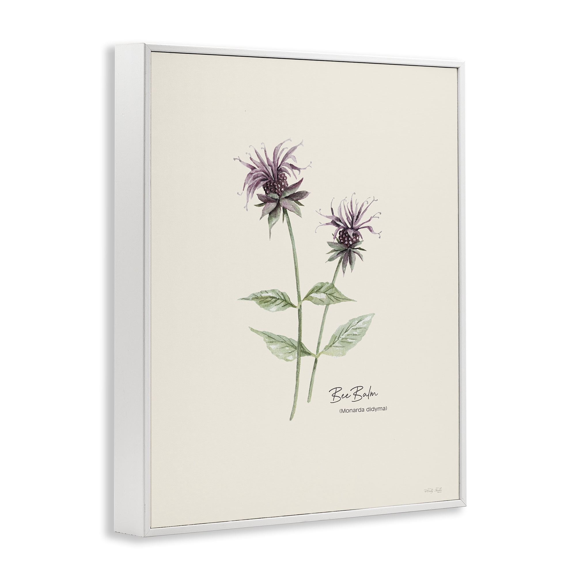Stupell Industries Bee Balm Herb Botanical & Floral Painting White Framed Art Print Wall Art, 16 x 20