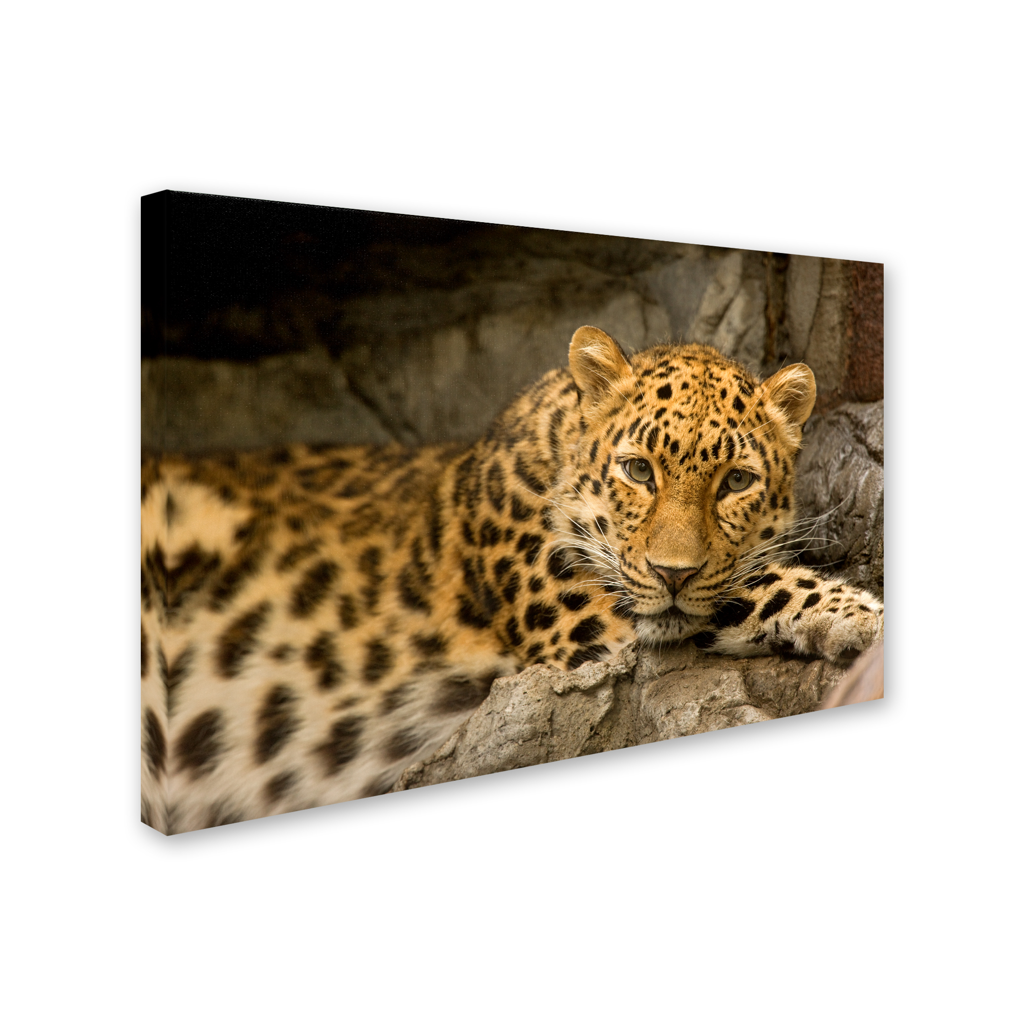 Trademark Fine Art 'Denver Zoo Snow Leopard' Canvas Art by Mike Jones Photo