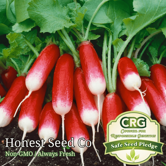 300 French Breakfast Radish Seeds | Non-GMO | Heirloom | Fresh Garden Seeds