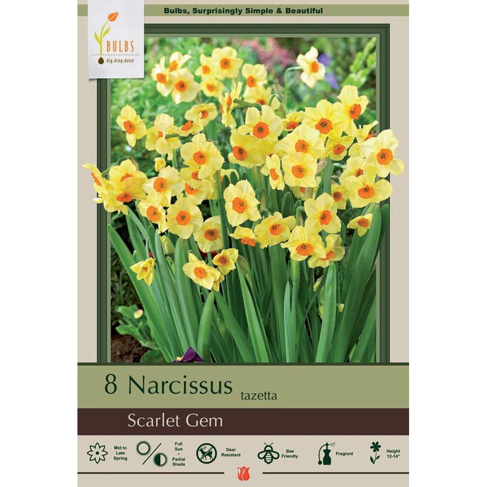 Scarlet Gem Daffodil 8 Bulbs Deer Proof! 14/16 cm Bulbs Walmart
