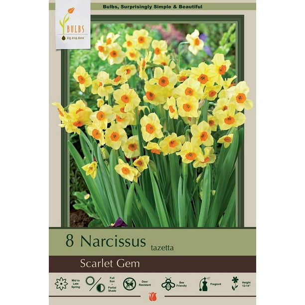 Scarlet Gem Daffodil 8 Bulbs Deer Proof! 14/16 cm Bulbs Walmart