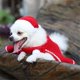 thumbnail image 5 of Capa de Vacaciones para Mascotas Yashi Capa de Vellón Disfraz Navideño Color Rojo, 5 of 5