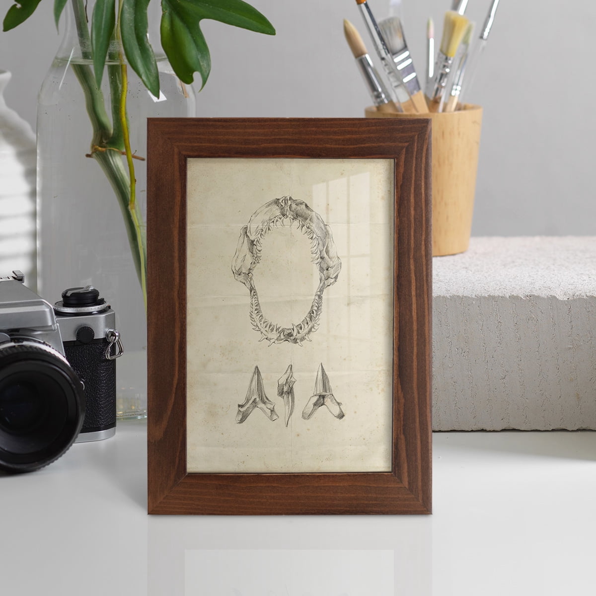 Shark Study I - Framed Print w/glass - Chestnut