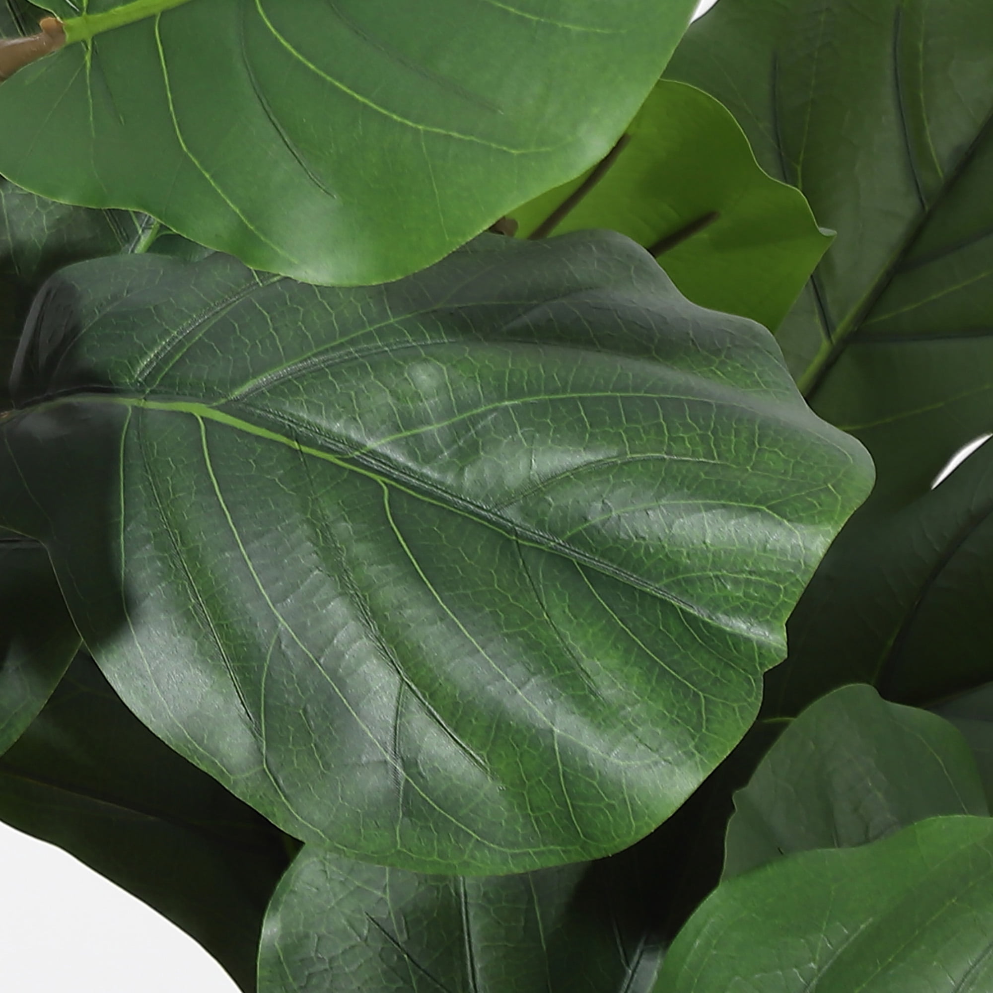 Artificial Fiddle Leaf Fig Tree 5FT Tall, Faux Ficus Lyrata Plant with Realistic Silk Leaves in Pot, Fake Floor Plant for Indoor Home Office Decor