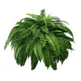 thumbnail image 1 of UV Resistant Lifelike Artificial Boston Fern, Artificial Ferns for Outdoors, Faux Ferns Fake Ferns Artificial Plants, 1 of 5