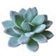 thumbnail image 2 of Gwong Decoración hogareña 1 unid Plastic Fake Artificial Succulents Plant Bonsai Garden Home Office Decor Gwong 21033212, 2 of 7