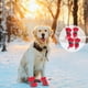 thumbnail image 4 of 4 botas para mascotas, impermeables, para exteriores, antideslizantes, protectores de pies, 4 of 5