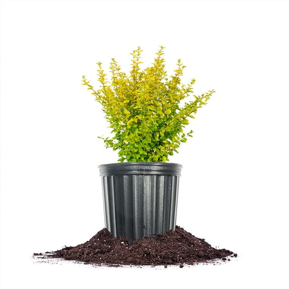 Perfect Plants Sunshine Ligustrum 1 Gallon