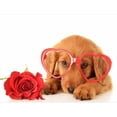 thumbnail image 1 of Diamond Painting (DE6403) 5D DIY Animal Redondo Perro (WY048 40x50cm FLhrweasw Nuevo, 1 of 1