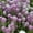 Lavender, variant on Wonderland Series Alyssum White ~50 Seeds – Lobularia maritima – Sweet Alyssum – Open-Pollinated Annual – Dwarf Trailing Flowers – Fragrant & Easy to Grow – 63-77 Days