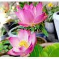 thumbnail image 4 of 25 Sacred Lotus Flower Seeds Nelumbo Nucifera Edible Aquatic Water Lily ,Ready to Thrive, Bonsai Bowl Mix Lotus Seeds, 4 of 11