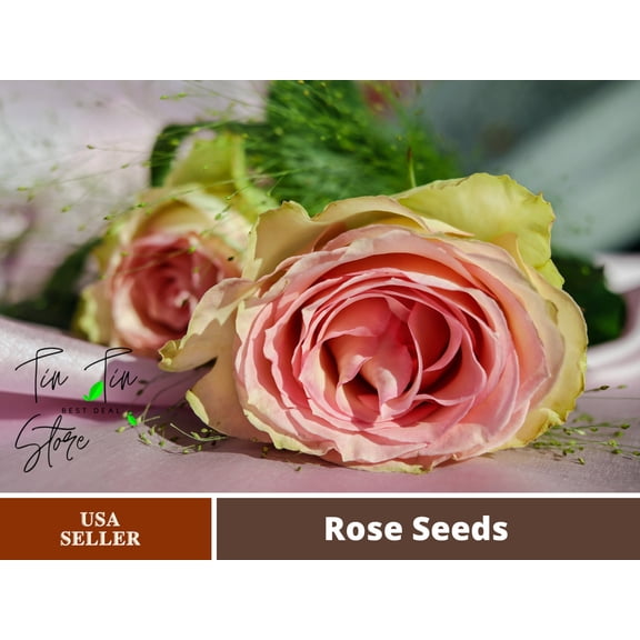 30 Rare seed-Dancing Queen Rose Bush #1090-Authentic Seeds-Flowers-Seeds-Rose seeds-Herb seeds-Vegetable Seeds-Mix Seeds for Plant- B3G1