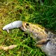 thumbnail image 4 of Swimbait Crankbait Simulación La Pesca Del Ratón Señuelo Cebo Rata Artificial Señora Pesa Señuelos, 4 of 9