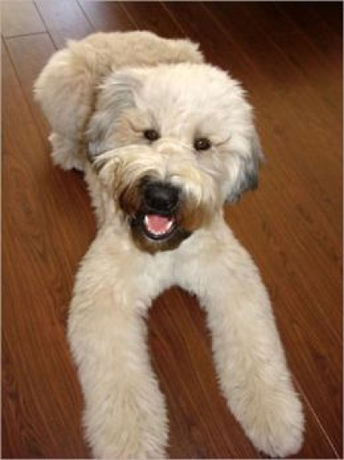 soft coated wheaten terrier stuffed animal