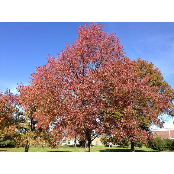 2 Bareroot Sweet Gum Trees 18-24"