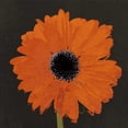 thumbnail image 2 of Lacie, Robert 20x20 White Modern Wood Framed Museum Art Print Titled - Midnight Gerbera I, 2 of 4